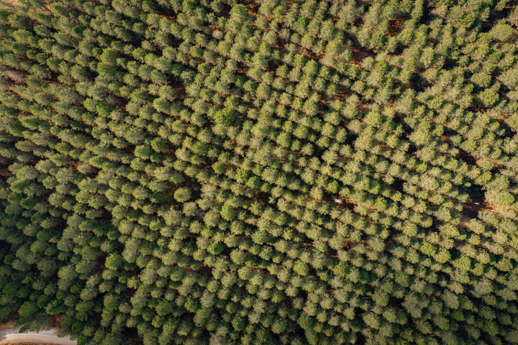 Oak Forest of Foloi 17