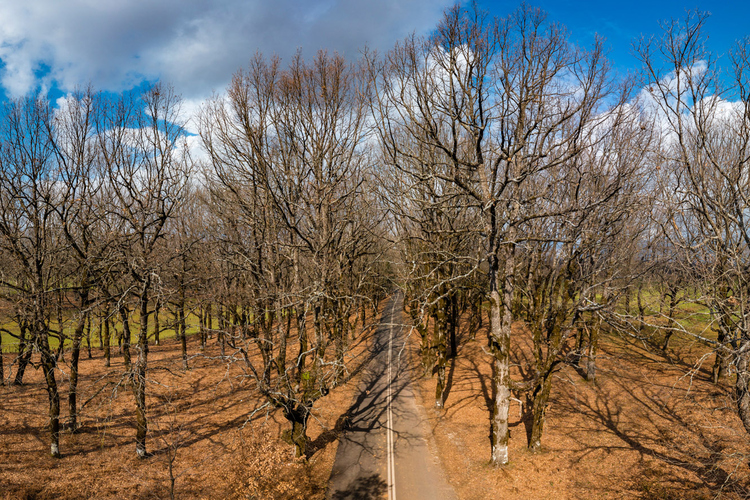 Oak Forest of Foloi 19