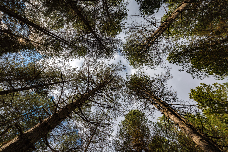 Oak Forest of Foloi 12