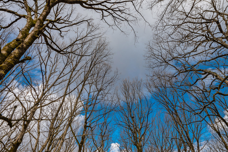 Oak Forest of Foloi 5