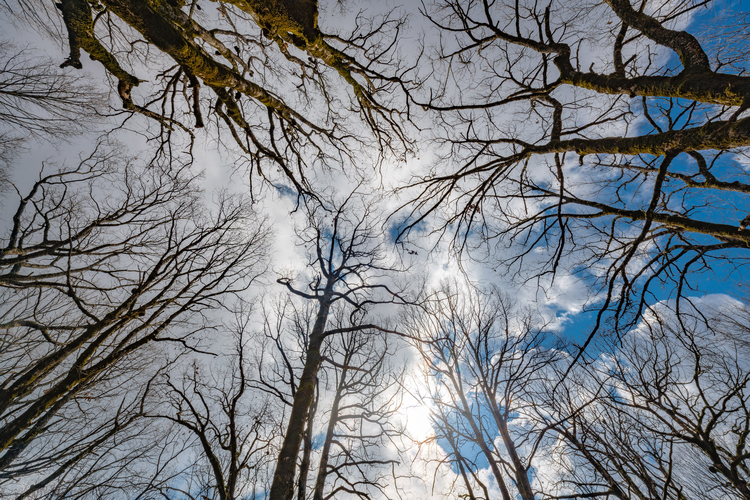 Oak Forest of Foloi 6