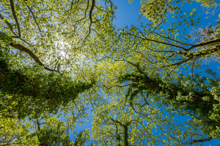 Old Watermill - Papazafeiri Watermill - Oreini 10