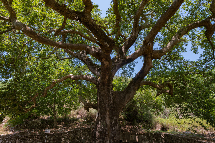 Archaeological Site of Phigalia 8