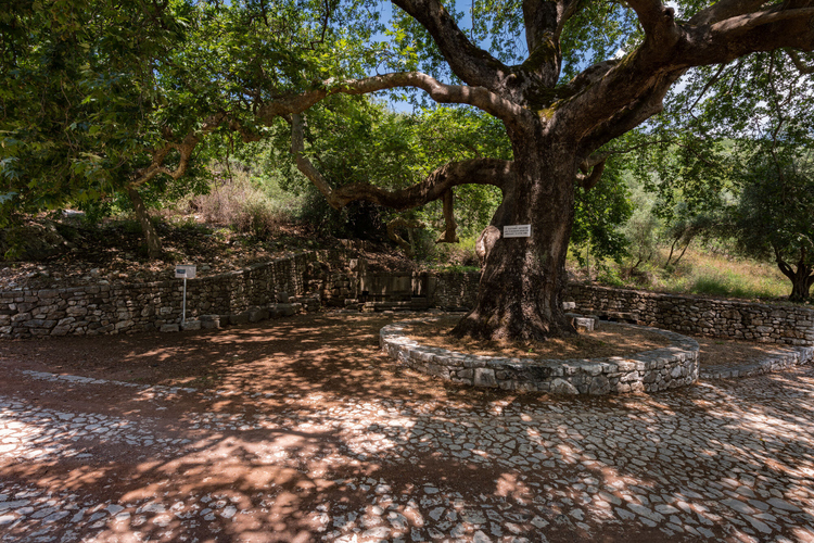 Archaeological Site of Phigalia 9