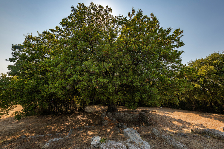Ancient Temple of Athena 18