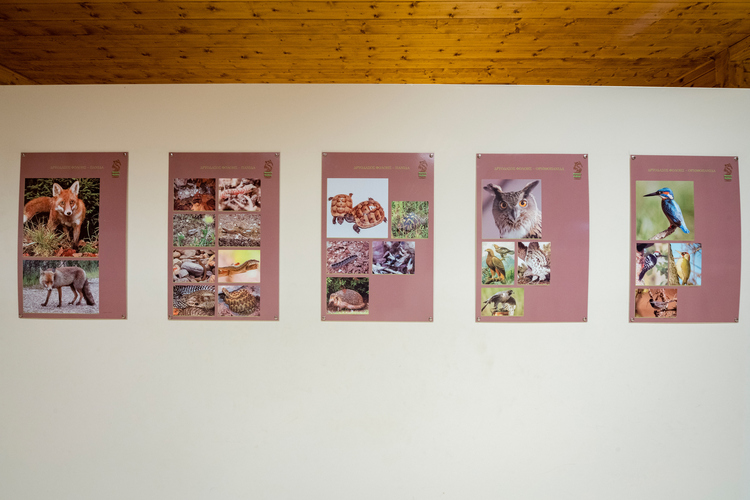  Environmental Museum - Foloi Oak Forest Informati...