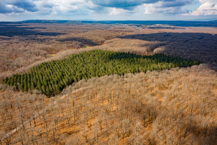 Oak Forest of Foloi 14