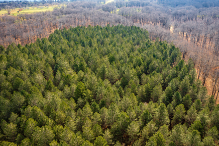 Oak Forest of Foloi 15