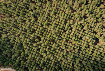 Oak Forest of Foloi 17