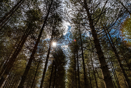 Oak Forest of Foloi 11