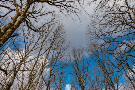 Oak Forest of Foloi 5