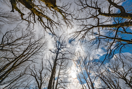 Oak Forest of Foloi 6