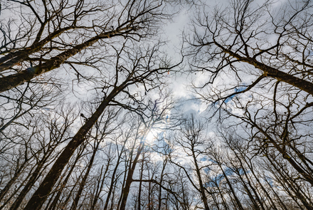 Oak Forest of Foloi 9