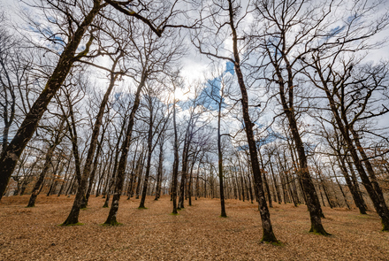 Oak Forest of Foloi 2