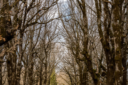 Oak Forest of Foloi 10