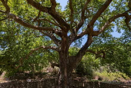 Archaeological Site of Phigalia 8