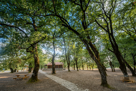  Environmental Museum - Foloi Oak Forest Informati...