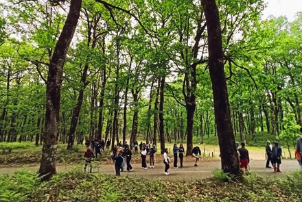 Hikes in the Foloi oak forest